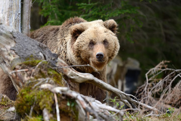Obraz premium Big brown bear in the forest