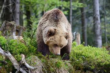 Big brown bear in the forest