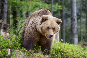 Obraz premium Big brown bear in the forest