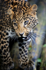 Fototapeta na wymiar Close angry leopard portrait