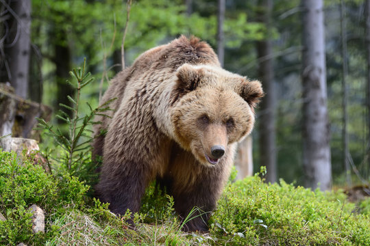 Big brown bear in the forest