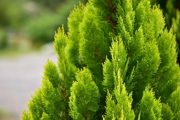 エレガンテシマ