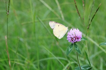 野の花にとまる蝶