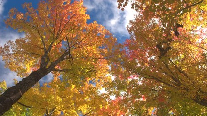 Low angle POV, close up spinning under colorful foliage tree canopies on beautiful sunny day
