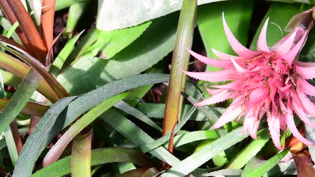 Closeup of tropical flowers. Beautiful tropical background. Pink and green background. Tropical background. Tiny pink bloom. 4K.