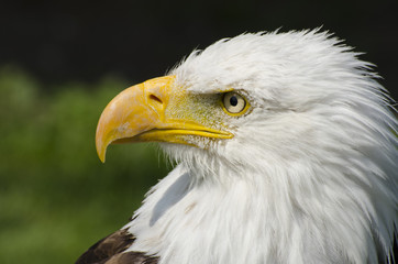 Bald Eagle profile