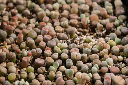 Various of lithops otzeniana,hallii. 