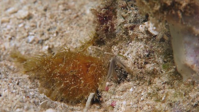 hairy frogfish 3