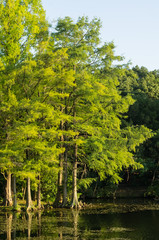 夕陽が照らす水辺の木々