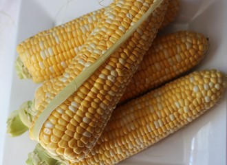 corn