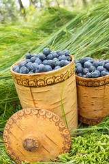 Berry Blueberries in wooden box of tuesok against forest background