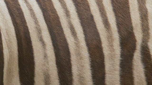 Chapman's zebra (Equus quagga chapmanni) fur