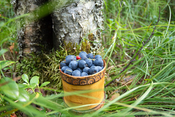 Berry Blueberries in wooden box of tuesok against forest background