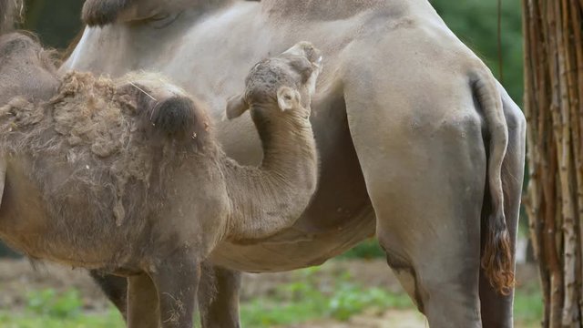 Wild Bactrian camel (Camelus ferus) calf sucking milk- ungraded footage