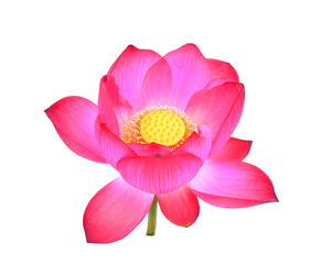 pink lotus petal flower isolated on white background