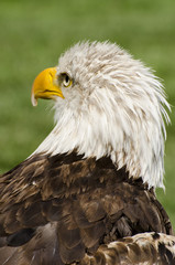 Bald Eagle turns