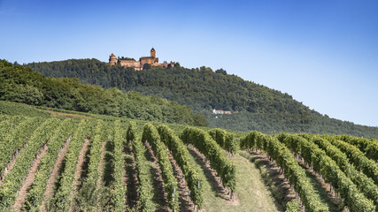 Fototapeta na wymiar Vignobles sur fond de château route du vin Alsace