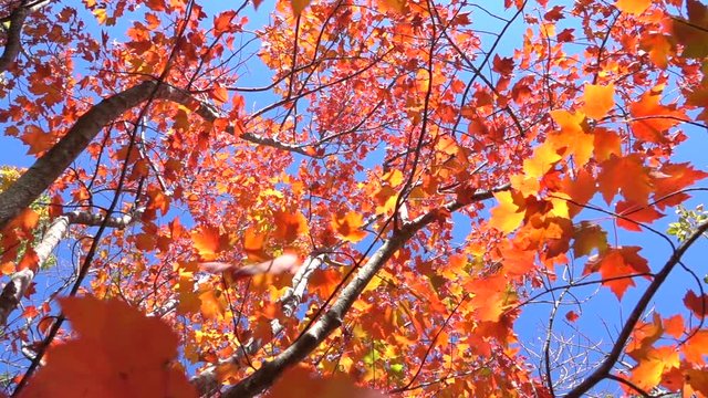 SLOW MOTION CLOSE UP: Red fall foliage falling off in autumn forest on sunny day. Vibrant red maple leaves falling slowly towards camera in sunny fall. Colorful autumn trees shedding leaves in fall