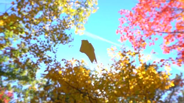 SLOW MOTION CLOSE UP: Yellow fall foliage falling off in autumn forest on sunny day. Yellow maple leaf falling slowly towards the ground in sunny fall. Colorful autumn trees shedding their old leaves
