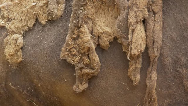 American bison (Bison bison) fur - ungraded footage