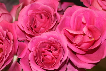 Pinke Rosen