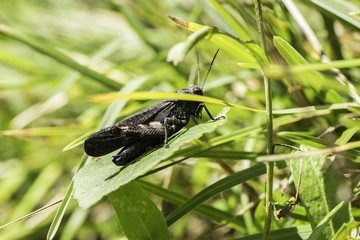 black grasshopper