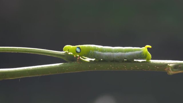 An Inch worm making its way across a tree branch. This macro clip can symbolize concepts of persistence, achievement, and determination
