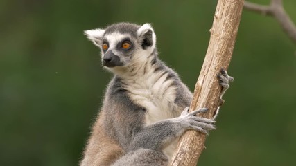 Ring-tailed lemur 