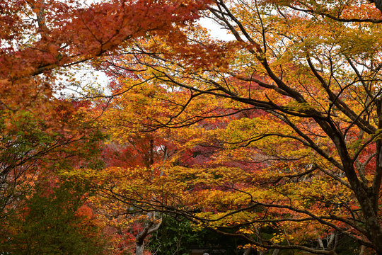 紅葉が溢れる風景