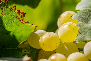 &Uuml;z&uuml;m Bağı