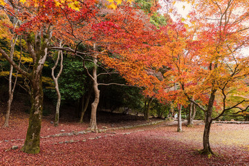 trees with red leaf carpet, Arashiyama