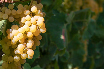 &Uuml;z&uuml;m Bağı