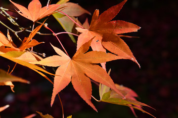 美しい紅葉