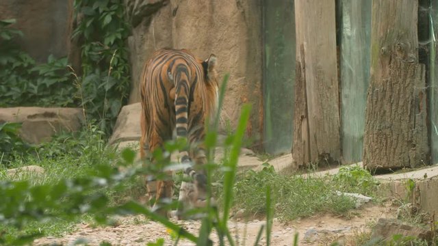 Sumatran tiger (Panthera tigris sumatrae) in capitivity