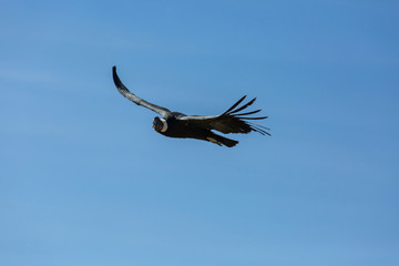 Condor