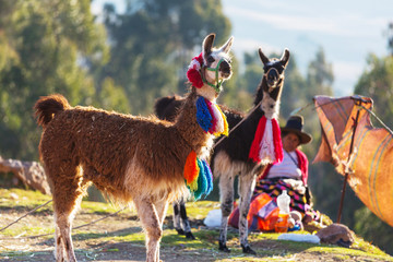 Llama © Galyna Andrushko