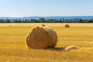 Golden hay bales in countryside