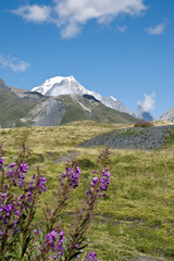 Il Monte Bianco,si erge maestoso sopra i verdi pascoli
