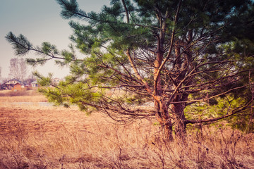 Fototapeta premium Morning Pine Forest Retro