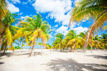 Palm trees on white sand beach
