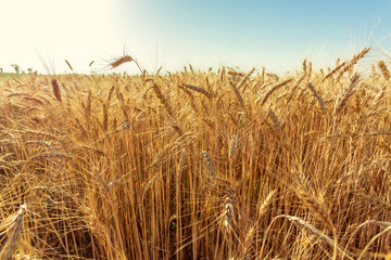 Fototapeta premium golden wheat field and sunny day