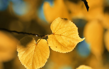 autumn yellow leaf backlight