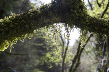 mossy branch nature green forest
