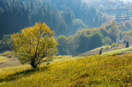tree with yellow foliage on hills in countryside
