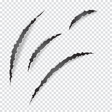 Claws scratches animal or monster on transparent background. Vector illustration.