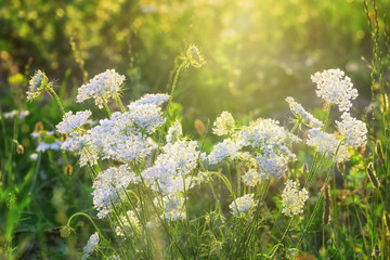 Beautiful summer background with white flowers outdoors in the sunlight. Beautiful nature scene with white flowers in sun flare. Summer flowers on a beautiful meadow