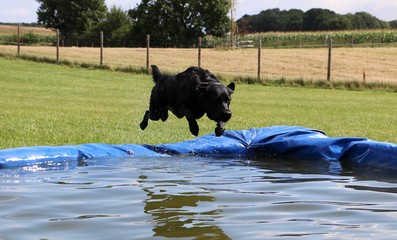 schwarzer labrador springt in den Pool und schnappt sich den Ball