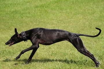 Windhund rennt auf einer Wiese