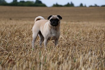 kleiner Mops steht in einem Stoppelfeld