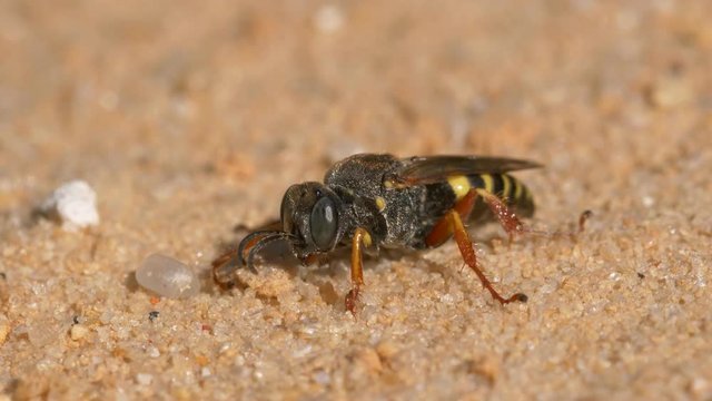 Little wasp (Crabronidae) digging burrow in sand